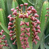 Euphorbia canariensis (Tenerife, Canary islands) (8.5cm Ø and 30cm H available)